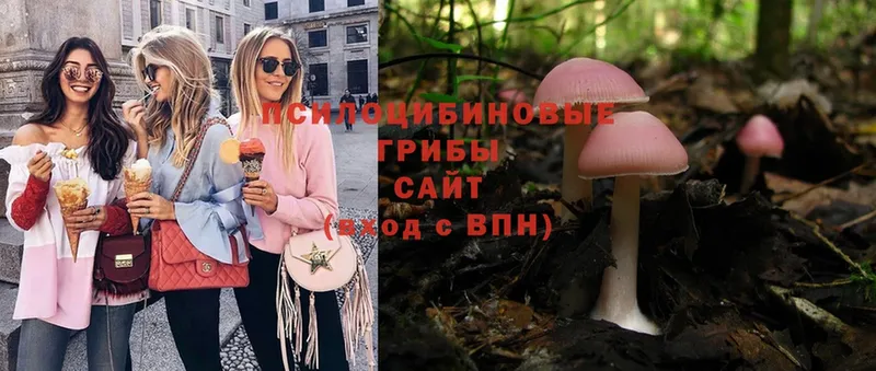 Псилоцибиновые грибы Psilocybe  Нерчинск 